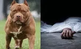 पिटबुल के हमले में महिला की मौत, कुत्ते के मालिक पर गैरइरादतन हत्या का केस दर्ज, नोटिस भेजा