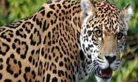 रात को सो रहे तीन लोगों पर गुलदार ने किया हमला, दो गंभीर घायल, शादी समारोह में शामिल होने थे पहुंचे