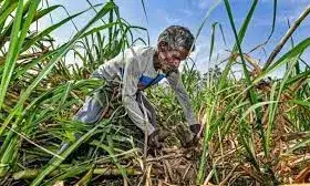 यूपी कैबिनेट का किसानों को तोहफा, गन्ना मूल्य में 20 रुपये प्रति क्विंटल बढ़ोतरी को दी मंजूरी