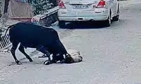 सेवानिवृत्त गन्ना प्रबंधक को सांड ने पटककर मार डाला, मौत के बाद भी करता रहा हमला; देखें वीडियो