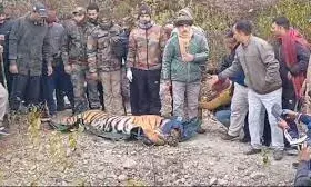 उत्तराखंड में बाघ के हमले में हुई काफी लोगों की मौत, देख लीजिए आंकड़ा उत्तराखंड में बाघ के हमले में हुई काफी लोगों की मौत, देख लीजिए आंकड़ा