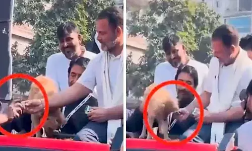 भाजपा नेता का दावा ,राहुल गांधी ने कुत्ते की प्लेट से उठाकर कांग्रेस नेता को दिया बिस्किट भाजपा नेता का दावा ,राहुल गांधी ने कुत्ते की प्लेट से उठाकर कांग्रेस नेता को दिया बिस्किट
