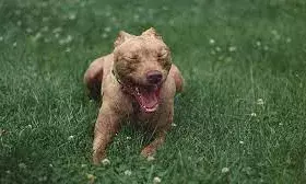 दिल्ली में पिटबुल ने सात साल की बच्ची को काटकर किया लहूलुहान, कुत्ते ने मासूम को दूर तक घसीटा