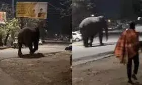 जंगल से निकलकर रिहायशी इलाके पहुंचा हाथी टहलता नजर आया, पत्थर मारकर भगाने लगे युवक जंगल से निकलकर रिहायशी इलाके पहुंचा हाथी टहलता नजर आया, पत्थर मारकर भगाने लगे युवक