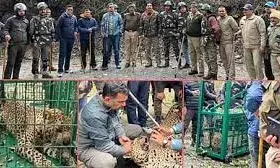 दो महीने, 12 पिंजरे और 40 ट्रैप कैमरे...तब पकड़ा गया आदमखोर गुलदार, दो बच्चों को बनाया था निवाला