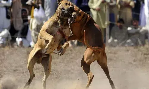 सोशल मीडिया पर फेमश होने के लिए पिटबुल कुत्ते से अन्य कुत्तों को लड़वाकर बनाई रील, 3 पर एफआईआर