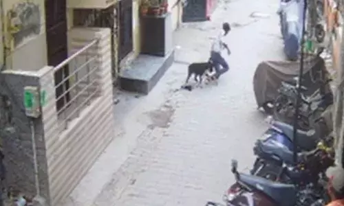 गाजियाबाद में एक बार फिर बच्चे को पिटबुल कुत्ते ने नोच खाया, घायल को रेफर किया हायर सेंटर दिल्ली