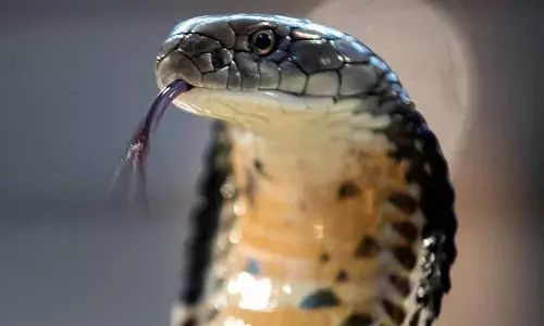 भारतीय प्रौद्योगिकी संस्थान ने सबसे बड़े लंबे सांप की प्रजाति की खोज की