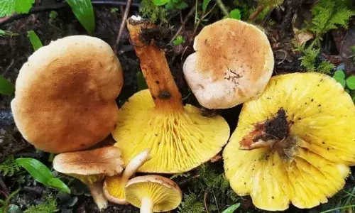 उत्तराखंड की पहाड़ियों में खोजी गई जंगली मशरूम की पांच नई प्रजातियां उत्तराखंड की पहाड़ियों में खोजी गई जंगली मशरूम की पांच नई प्रजातियां