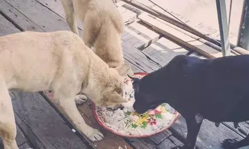 प्रत्येक सोसायटी में बनाए जाएंगे फीडिंग पॉइंट, पीपुल फॉर एनीमल्स संस्था ने की मांग