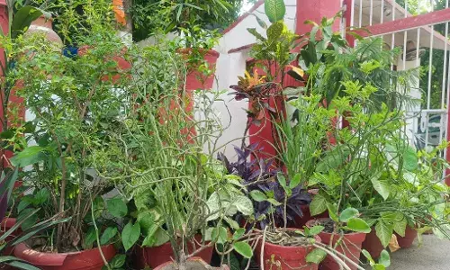 गर्मी से बचने के लिए सोसायटियों के लोगों ने अपने घर की बालकनी को बनाया गार्डन गर्मी से बचने के लिए सोसायटियों के लोगों ने अपने घर की बालकनी को बनाया गार्डन