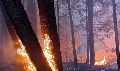 कुमाऊं के वनों में आग फिर से उग्र, आग बुझाने में अभी तक पांच लोगों की जान गई