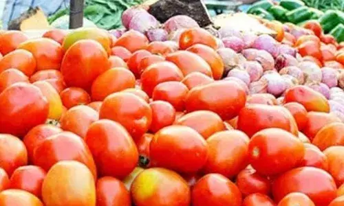 टमाटर के दामों में आई भारी गिरावट, जाने क्या है कारण