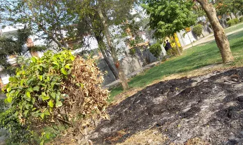 विजय पार्क में बड़ा हादसा होते टला! हेड माली ने लगाया सूखे पत्तों में आग, घास समेत कई पौधे झुलसे विजय पार्क में बड़ा हादसा होते टला! हेड माली ने लगाया सूखे पत्तों में आग, घास समेत कई पौधे झुलसे