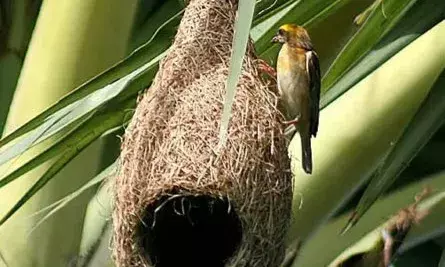 सर्व सेवा संस्थान द्वारा चलाया जा रहा है पक्षी बचाओ अभियान, पक्षियों के लिए रखे गए घोंसले सर्व सेवा संस्थान द्वारा चलाया जा रहा है पक्षी बचाओ अभियान, पक्षियों के लिए रखे गए घोंसले