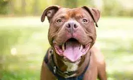 बकाया 500 रुपये मांगने पर दुकानदार को पिटबुल कुत्ते से कटवाया, मुकदमा दर्ज