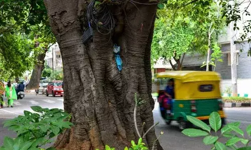 पार्षद ने पेड़ काटने के लिए जिला वन अधिकारी से लगाई गुहार पार्षद ने पेड़ काटने के लिए जिला वन अधिकारी से लगाई गुहार