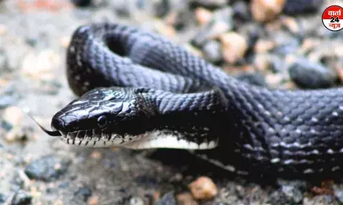 सांप ने एक ही परिवार के दो बच्चों को डसा, एक की मौत, एक घायल सांप ने एक ही परिवार के दो बच्चों को डसा, एक की मौत, एक घायल