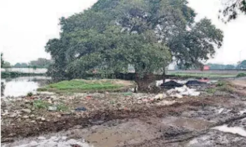 गाजियाबाद जनपद का पहला विरासती पेड़ कहां है? इस पेड़ के साथ क्या बर्ताव कर रहा है सरकार और समाज? जानें पेड़ की कहानी