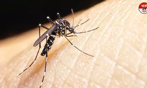 मच्छर भगाने के अचूक घरेलू उपाय