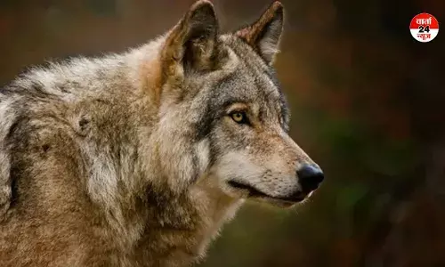 बहराइच जिले के बौंडी में दिखा भेड़ियों का झुंड! वीडियो वायरल होने पर अपने-अपने घरों में दुबके लोग बहराइच जिले के बौंडी में दिखा भेड़ियों का झुंड! वीडियो वायरल होने पर अपने-अपने घरों में दुबके लोग