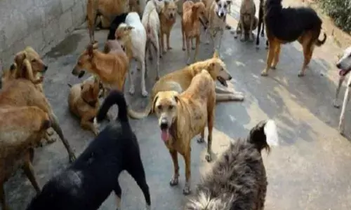 कई लोगों को आवारा कुत्तों ने काटा हालत गंभीर कई लोगों को आवारा कुत्तों ने काटा हालत गंभीर