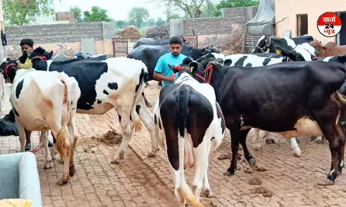 महाराष्ट्र सरकार ने स्वदेशी गाय को राजमाता-गौ माता का दिया दर्जा