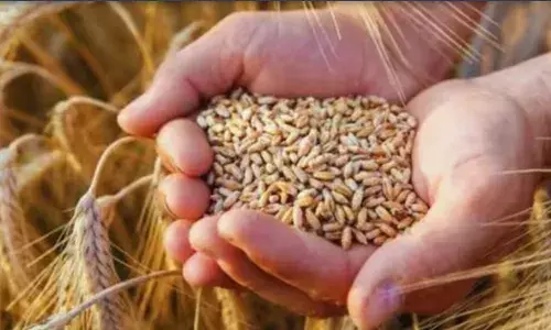 मोदी सरकार ने दिया किसानों को दिवाली गिफ्ट, गेंहू- सरसों सहित कई फसलों पर बढ़ाया MSP मोदी सरकार ने दिया किसानों को दिवाली गिफ्ट, गेंहू- सरसों सहित कई फसलों पर बढ़ाया MSP