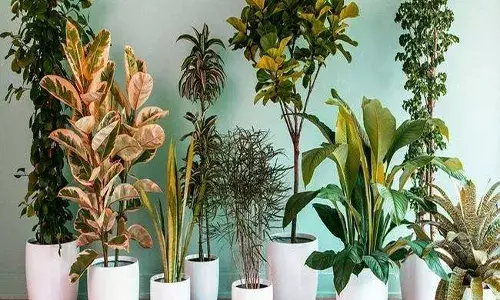 दिवाली पर घर की सुंदरता को मिल रही आक्सीजन