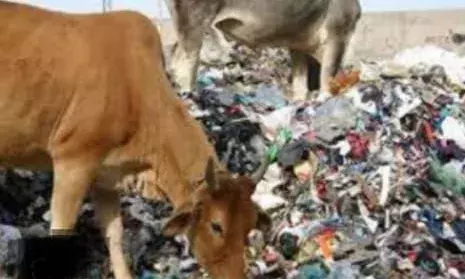 वसुंधरा में खाली जमीन पर कूड़ा डालने से बढ़ी परेशानी, शिकायतों के बावजूद नहीं हुआ समाधान वसुंधरा में खाली जमीन पर कूड़ा डालने से बढ़ी परेशानी, शिकायतों के बावजूद नहीं हुआ समाधान