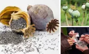 अफीम तस्करी का खुलासा!  क्राइम ब्रांच ने एक किलोग्राम अफीम के साथ तस्करों को पकड़ा अफीम तस्करी का खुलासा!  क्राइम ब्रांच ने एक किलोग्राम अफीम के साथ तस्करों को पकड़ा