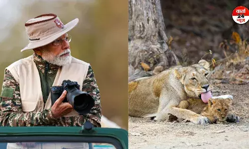 सोमनाथ दर्शन के बाद शेरों की दुनिया में गए पीएम मोदी, गिर में जंगल सफारी का इस तरह से लिया आनंद सोमनाथ दर्शन के बाद शेरों की दुनिया में गए पीएम मोदी, गिर में जंगल सफारी का इस तरह से लिया आनंद