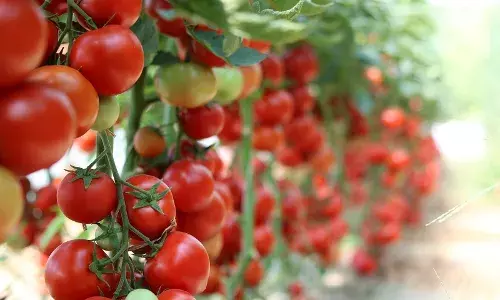 टमाटर सिर्फ खाने की चीज नहीं... टमाटर सिर्फ खाने की चीज नहीं...