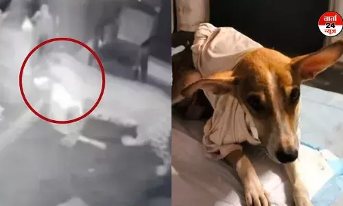 मां की ममता: अपने पिल्लों की खातिर तेंदुए से भिड़ गई बहादुर मां, घायल होने के बाद भी बच्चों को पिलाई दूध, जरूर पढ़े यह अनोखी कहानी