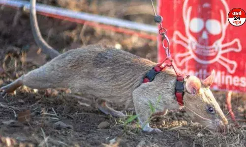 चूहा बना जासूस, जिसने 100 से अधिक बारूदी सुरंगें खोज निकाली, चूहे की बहादुरी जान कर रह जाएंगे दंग चूहा बना जासूस, जिसने 100 से अधिक बारूदी सुरंगें खोज निकाली, चूहे की बहादुरी जान कर रह जाएंगे दंग