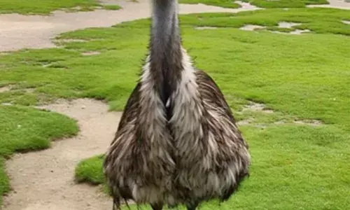 7 साल बाद ऑस्ट्रेलियाई ईमू ने दिल्ली के चिड़िया घर में दो बच्चों को जन्म दिया