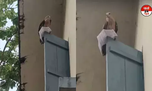 गिद्ध ने उड़ाया PSC परीक्षा का एडमिट कार्ड, समय पर लौटाकर बचाई परीक्षा! पढ़कर रह जाएंगे स्तब्ध! देखें वीडियो