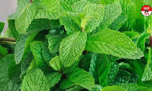 स्वास्थ्य और सेहत का खजाना- पुदीना, जानें गर्मी को कैसे देता है मात और ताजगी का साथ स्वास्थ्य और सेहत का खजाना- पुदीना, जानें गर्मी को कैसे देता है मात और ताजगी का साथ