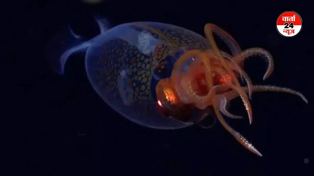 पहली बार समुद्र की गहराई में नजर आया विशाल जीव, वैज्ञानिकों ने कैमरे में किया कैद, इस जीव की लंबाई और वजन जानकर हो जाएंगे हैरान पहली बार समुद्र की गहराई में नजर आया विशाल जीव, वैज्ञानिकों ने कैमरे में किया कैद, इस जीव की लंबाई और वजन जानकर हो जाएंगे हैरान