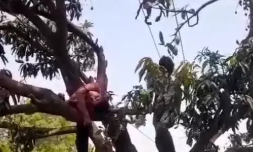 आम के पेड़ पर चढ़ने से किशोर ने गंवाई जान! जानें किस रूप में आ गई मौत आम के पेड़ पर चढ़ने से किशोर ने गंवाई जान! जानें किस रूप में आ गई मौत