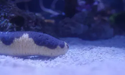 तटरक्षक बल ने जब्त किए दुर्लभ प्रजाति के सी ककंबर, कीमत जानकर हो जाएंगे हैरान