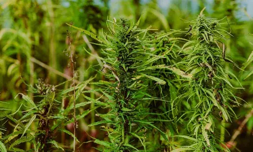 अहमदाबाद एयरपोर्ट पर 37 करोड़ की हाइड्रोपोनिक गांजा जब्त, चार यात्री गिरफ्तार अहमदाबाद एयरपोर्ट पर 37 करोड़ की हाइड्रोपोनिक गांजा जब्त, चार यात्री गिरफ्तार