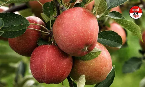 गर्मियों में सेब खाने के फायदे: सेहत का मीठा साथी गर्मियों में सेब खाने के फायदे: सेहत का मीठा साथी