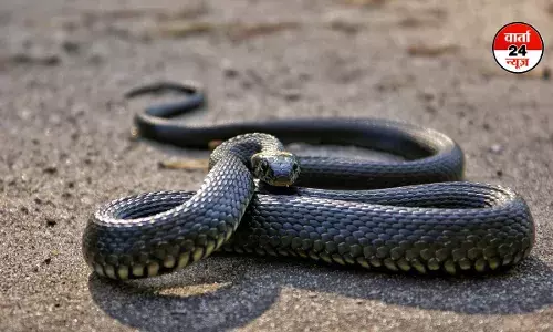 स्कूल भोजन में मिला मरा हुआ सांप, 100 से ज्यादा बच्चे बीमार, मानवाधिकार आयोग ने जांच शुरू की