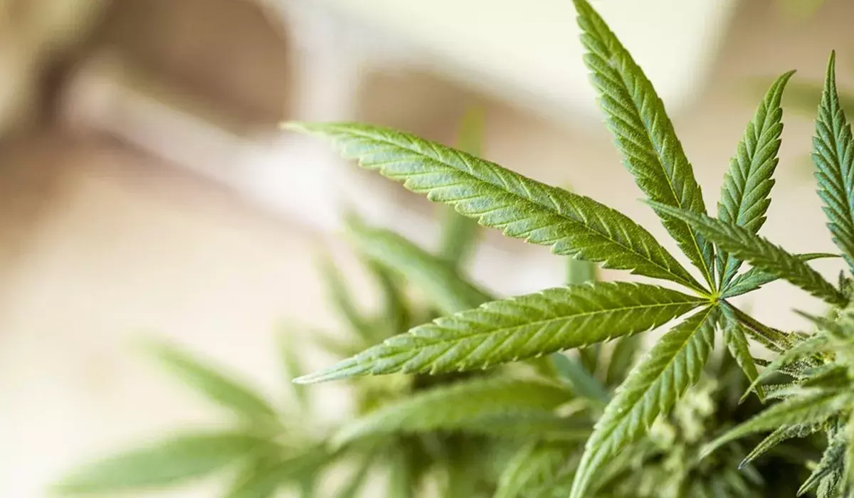 वायनाड में बीएमडब्ल्यू कार से हाइब्रिड गांजा और ₹96,000 नकद बरामद, दो गिरफ्तार वायनाड में बीएमडब्ल्यू कार से हाइब्रिड गांजा और ₹96,000 नकद बरामद, दो गिरफ्तार