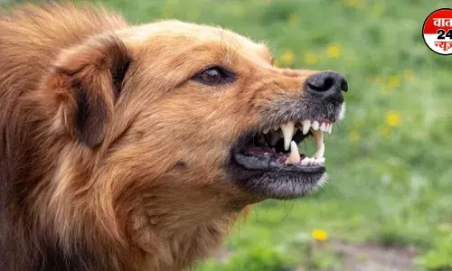 आवारा कुत्ते भी निभा रहे राष्ट्रधर्म! आतंकियों पर भारी पड़ रहे कुत्ते! घुसपैठ की कोशिश होने पर सुरक्षाबलों को देते हैं चेतावनी