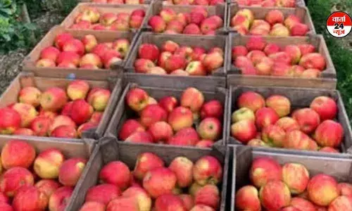 तुर्किये सेब पर रोक को लेकर हिमाचल के बागवानों ने PM मोदी को लिखी चिट्ठी- आयात बंद ही रहने दो... जानें तुर्किये को होता है कितना फायदा
