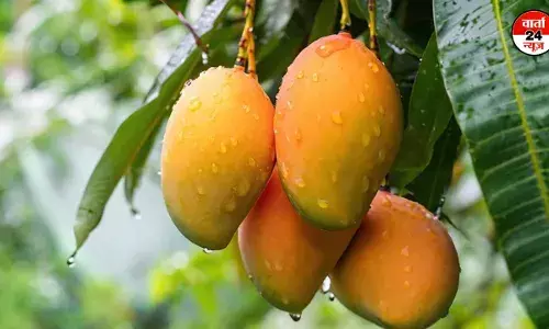 फलों का राजा आम! सेहत और गुणों का खजाना, जानें फायदे और नुकसान फलों का राजा आम! सेहत और गुणों का खजाना, जानें फायदे और नुकसान