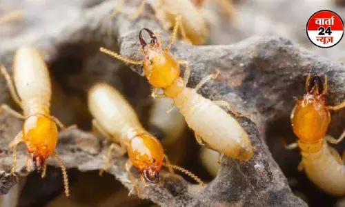 सिर्फ मानसून में ही नहीं लगता है दीमक, जानें वह घरेलू उपाय जो दीमक का जड़ से सफाया कर देगा सिर्फ मानसून में ही नहीं लगता है दीमक, जानें वह घरेलू उपाय जो दीमक का जड़ से सफाया कर देगा