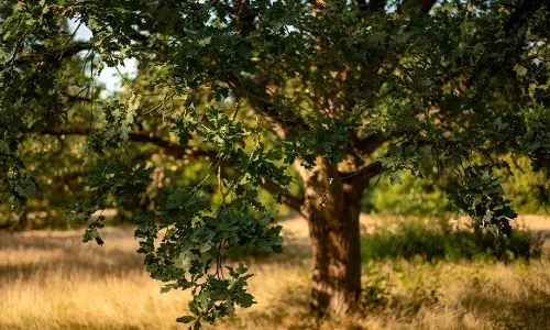 कर्तव्यों की याद दिलाता एक पेड़!